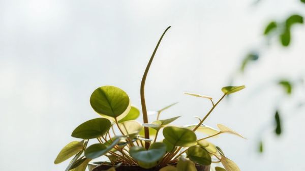 Guide complet pour optimiser la croissance de votre pilea tendance